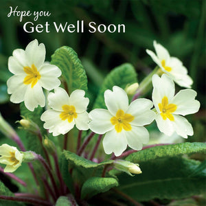 Get Well Soon Primroses - Greeting Card