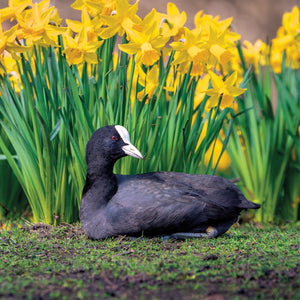 Daffodils and Coot - Greeting Card