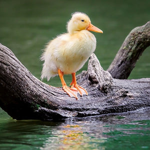 Duckling - Greeting Card